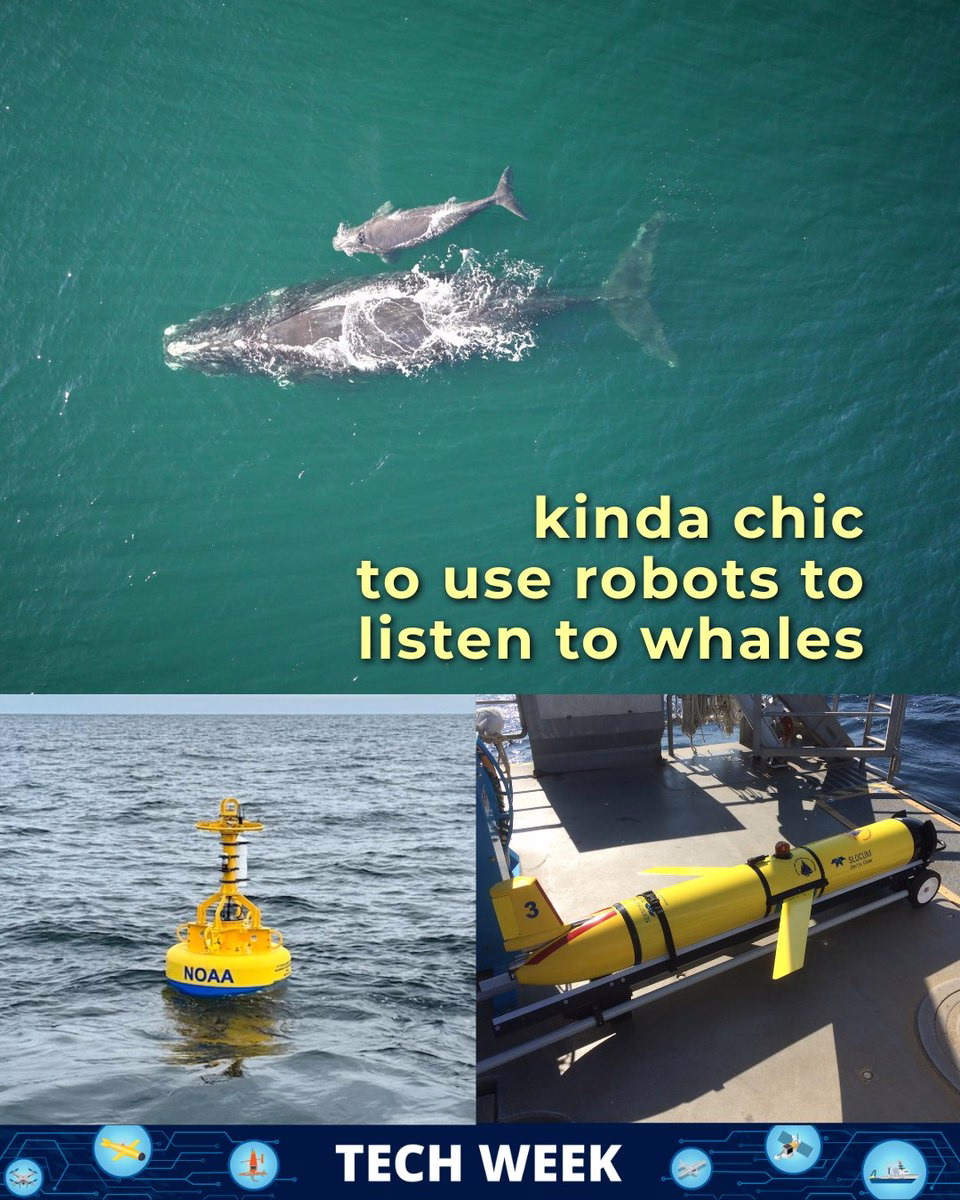 Three images. On top is a whale and calf from above and below are an image of a yellow NOAA buoy and a yellow autonomous vehicle on a boat. Text reads "kinda chic to use robots to listen to whales" with a tech banner at the bottom.