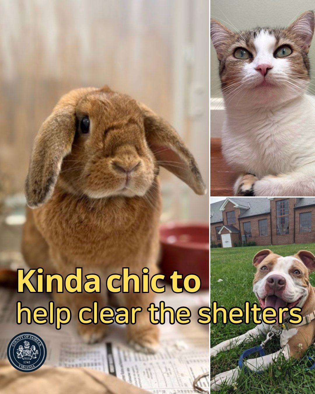Close-up of a brown lop-eared rabbit sitting on newspaper inside a shelter cage. A tabby and white cat with green eyes resting indoors, and a pit bull mix dog lying on grass with a leash, smiling at the camera.