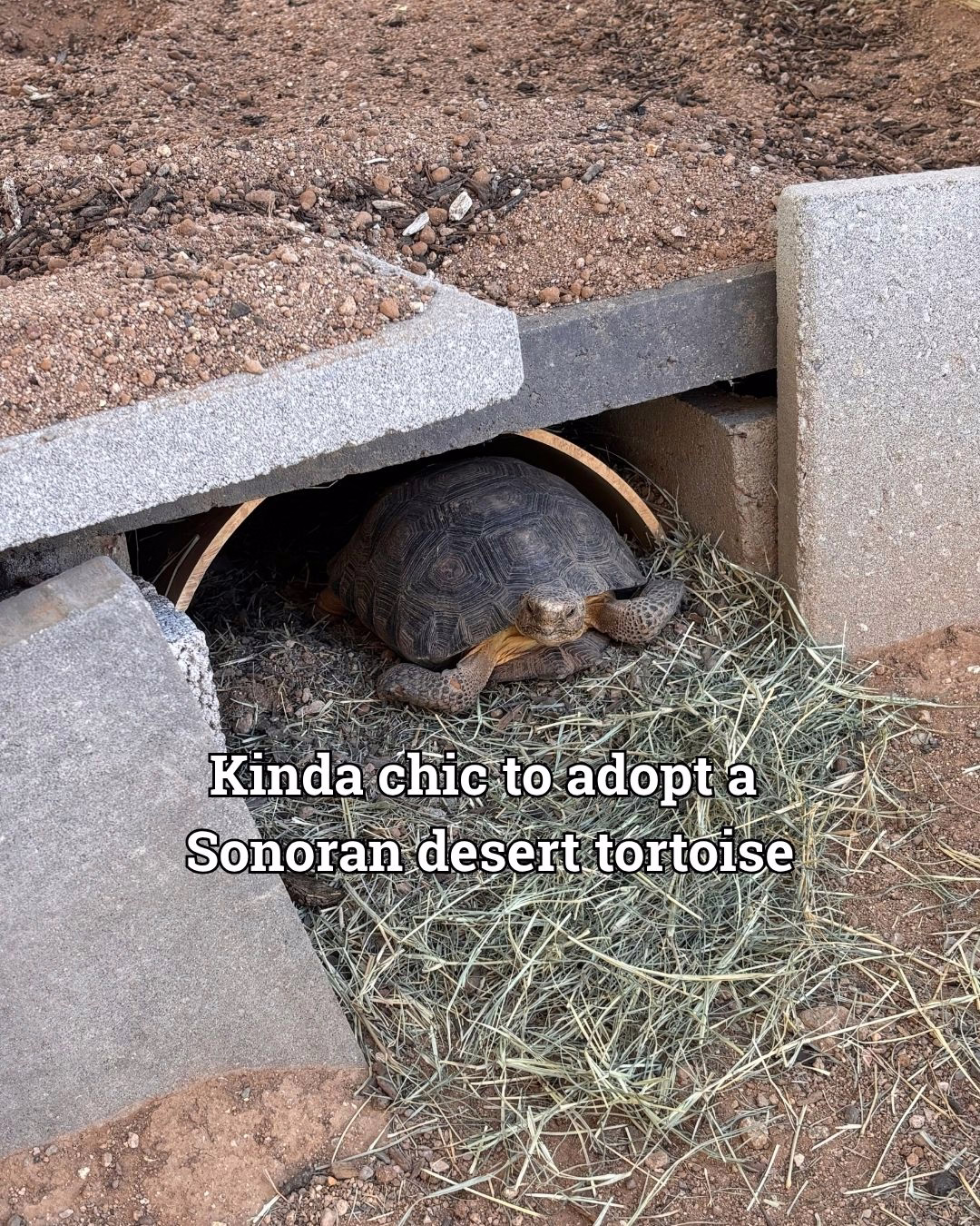 A Sonoran Desert tortoise is partially inside a shelter made of concrete blocks and hay. Text overlay reads, "Kinda chic to adopt a Sonoran desert tortoise."
